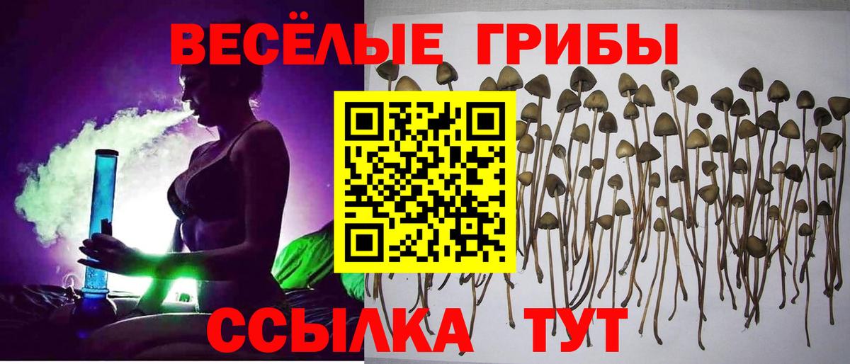 наркота  Вход с VPN  Кириши  Галлюциногенные грибы GOLDEN TEACHER 